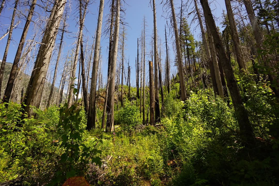 North Cascades National Park, WA