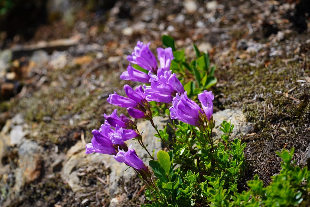 North Cascades National Park, WA