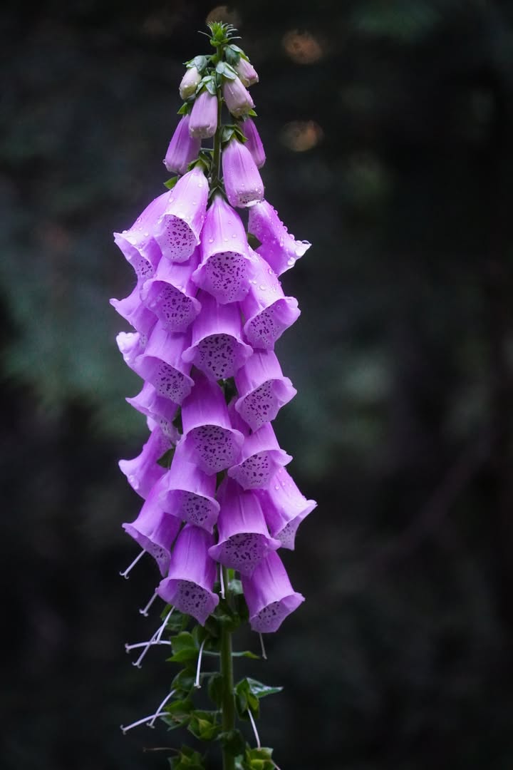 North Cascades National Park, WA