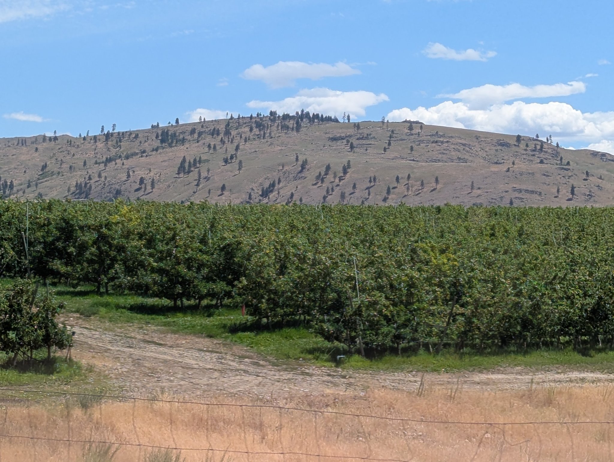 Apple Orchard Along Hwy 174