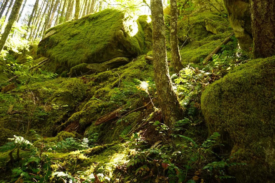 At Colonial Creek Falls trailhead