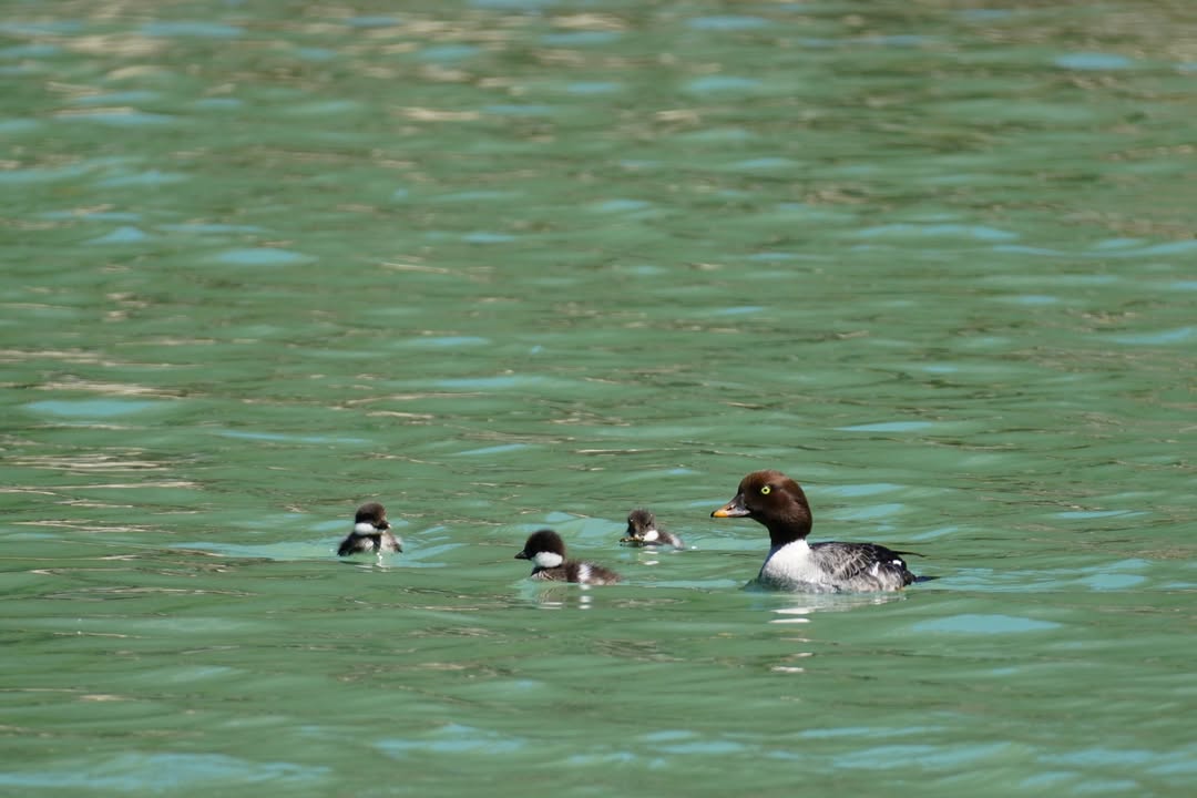 Common Goldeneye at Colonial Creek