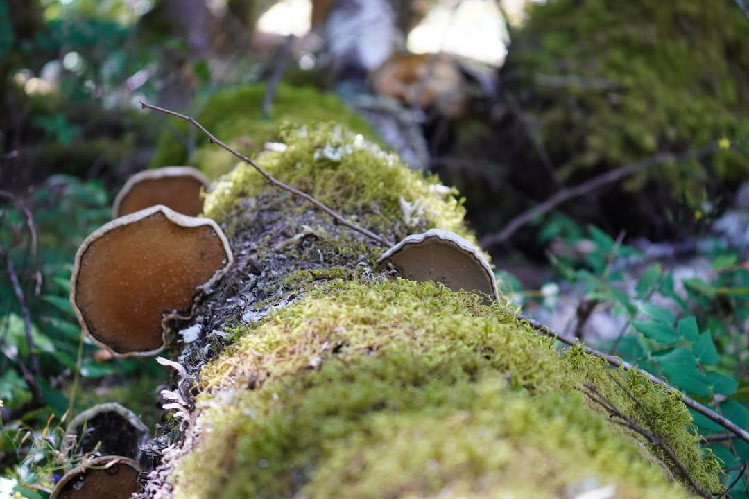 Cup Fungi on a Moss Covered Log