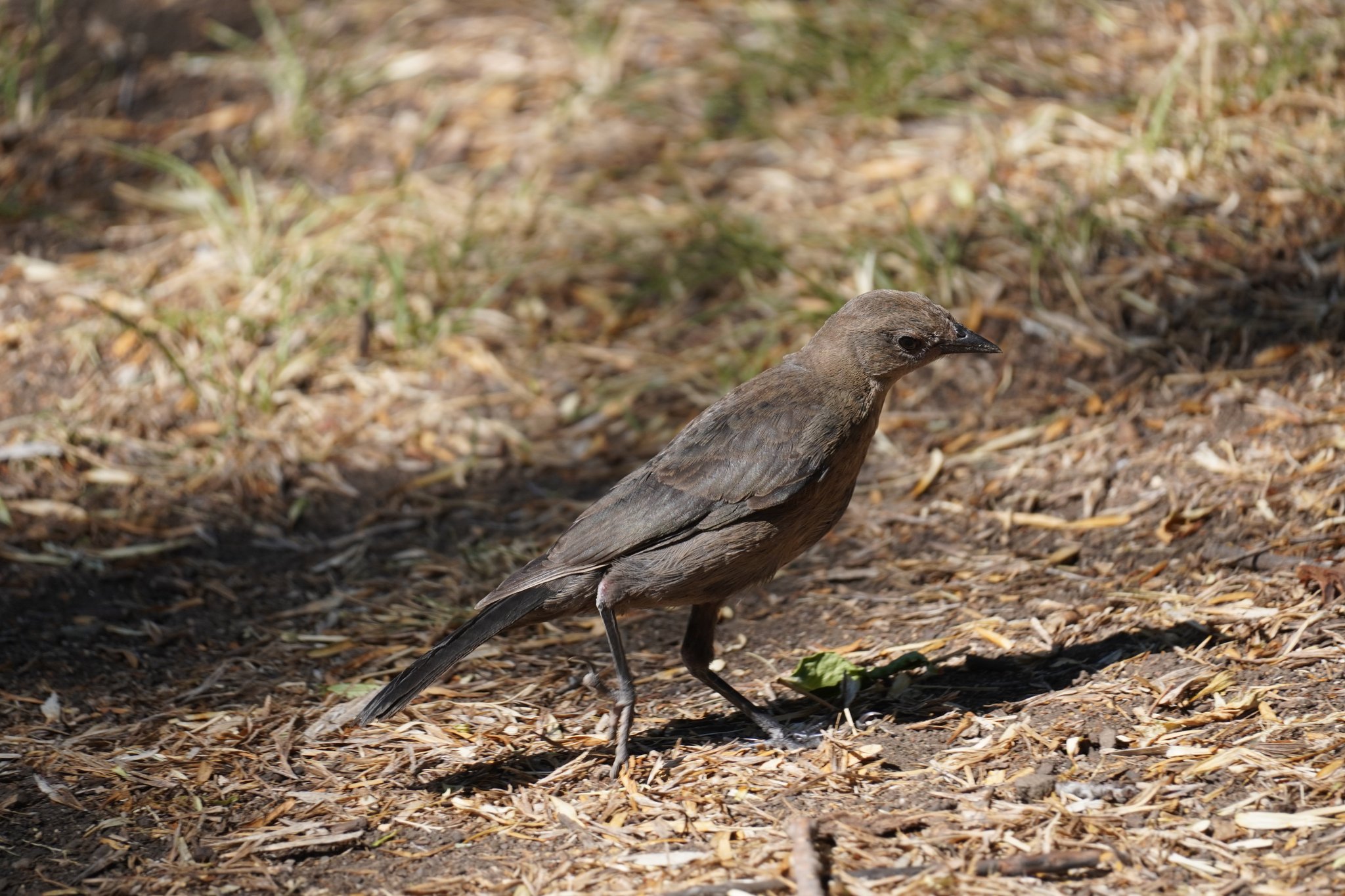 Female Brewer’s Blackbird at Camp