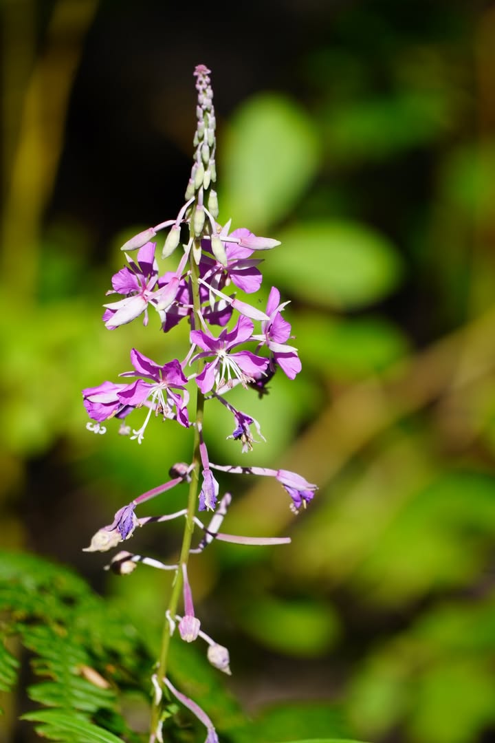 Fireweed