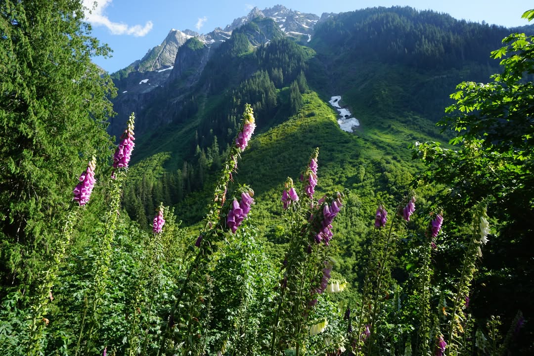 Foxglove on Cascade River Road