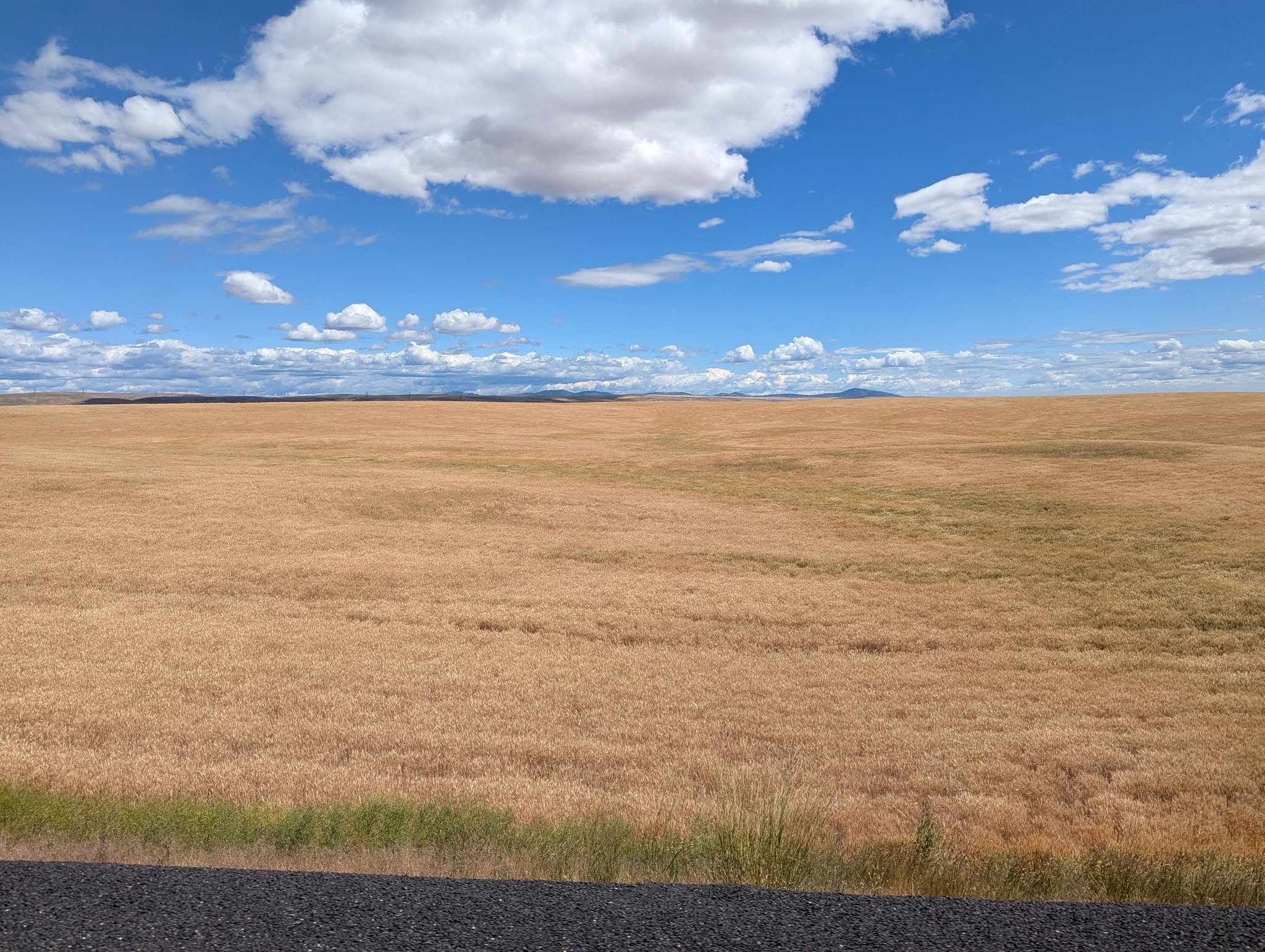 Golden Wheat along Hwy 174