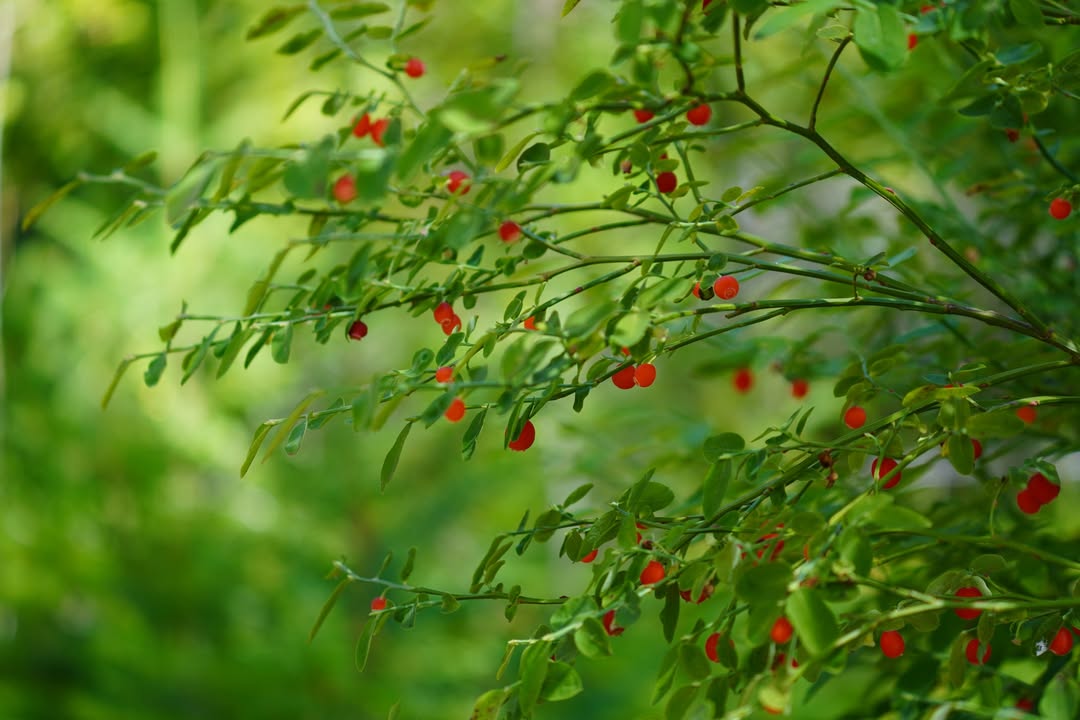 Huckleberry on Rock Shelter Trail