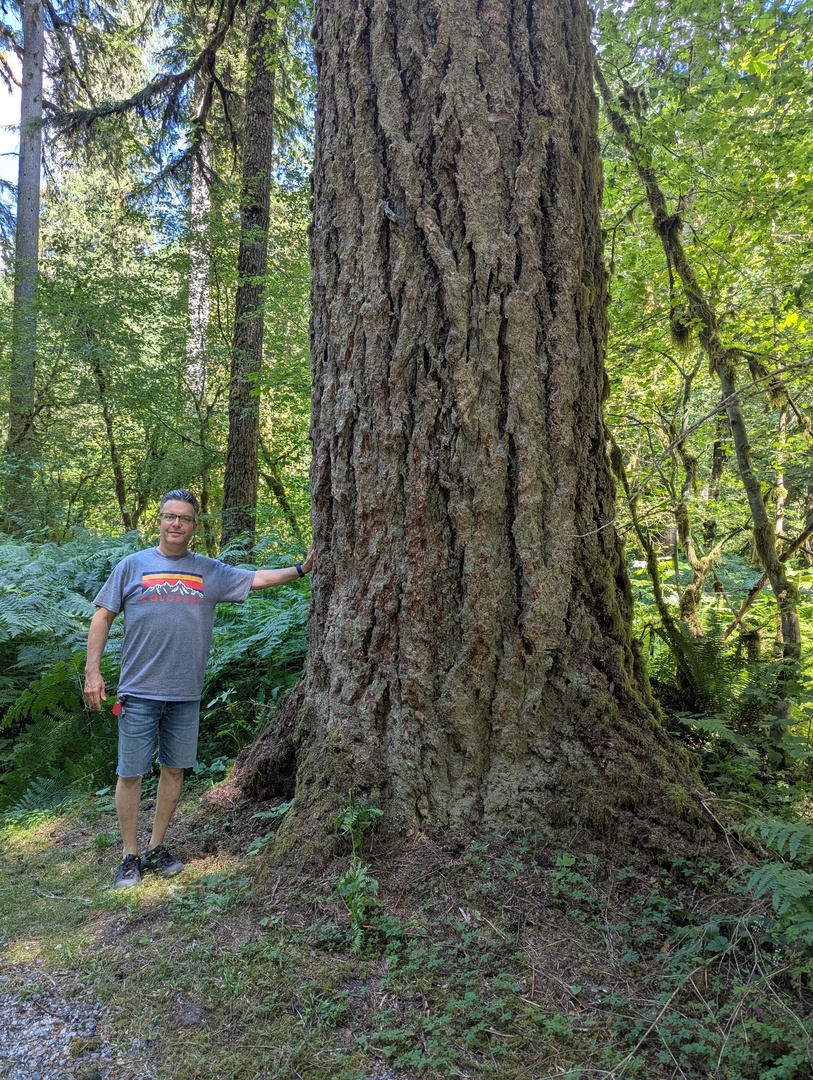 Marblemount Campsite Tree