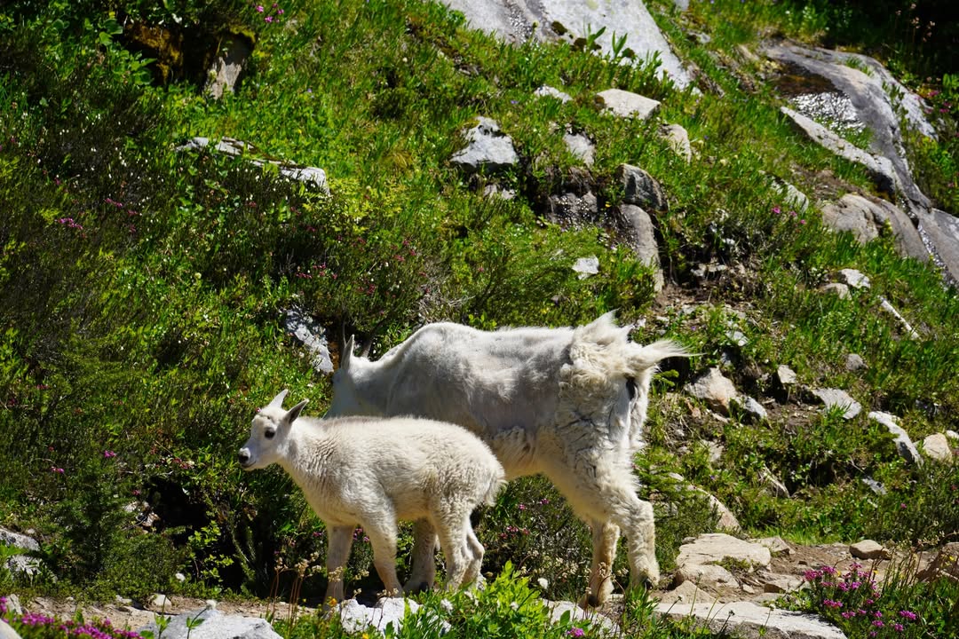 Mountain Goat on Cascade Pass Trail