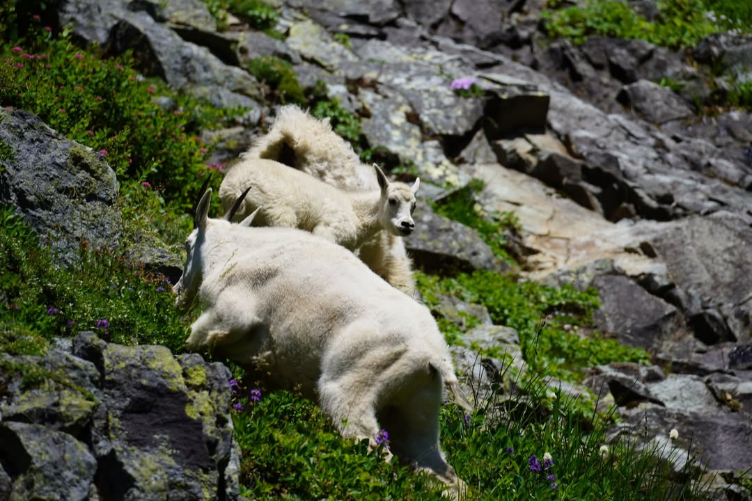 Mountain Goat on Cascade Pass Trail