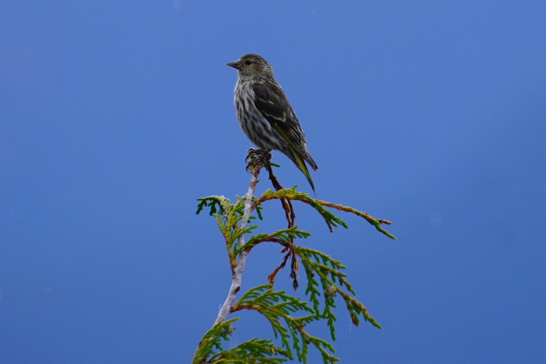 Pine Siskin Perched on Tree Top