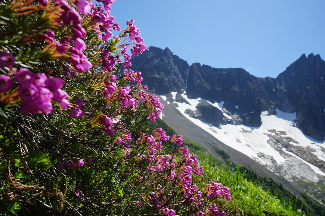 Pink heather in Bloom on Cascade Pass Trail