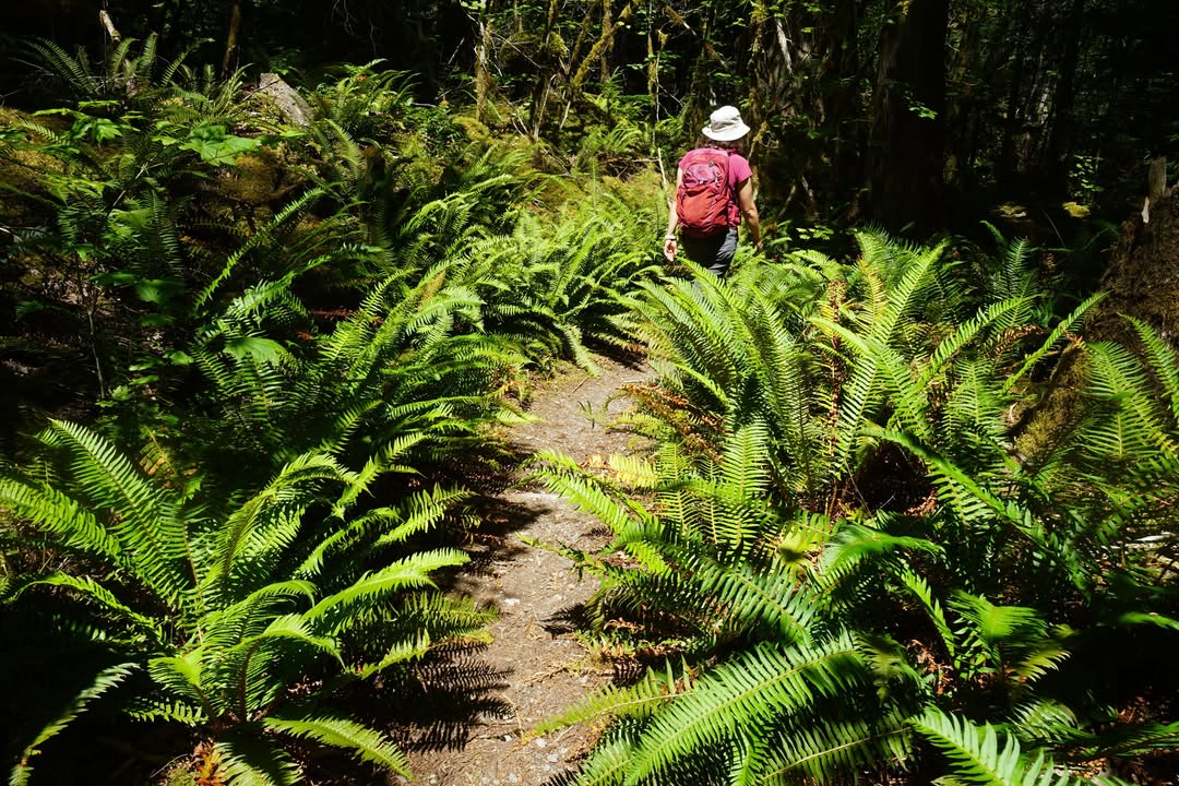 Return to Newhalem From Trail of Cedars