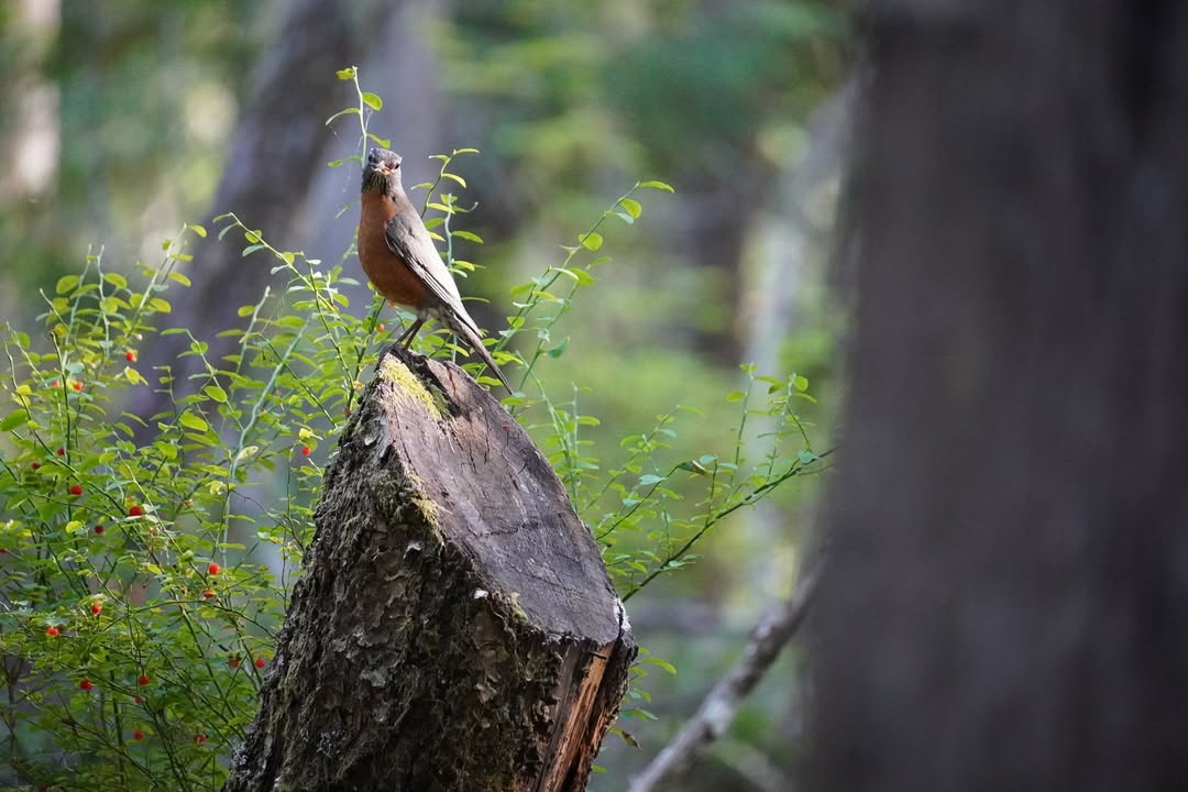 Robin at Newhalem