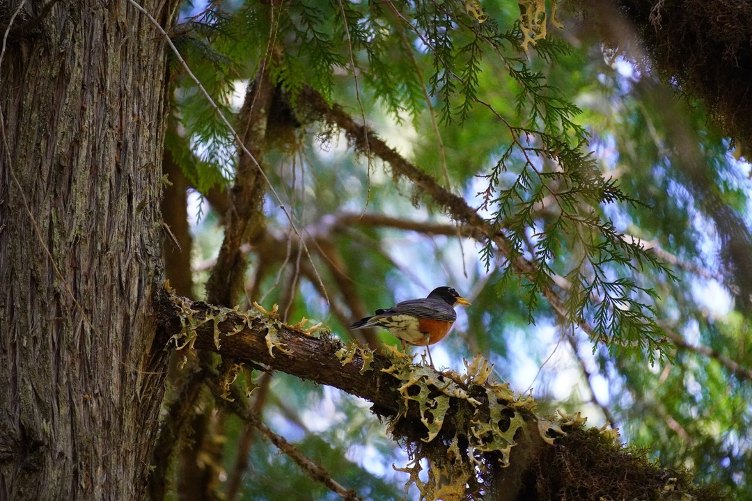 Robin on Trail of the Cedars