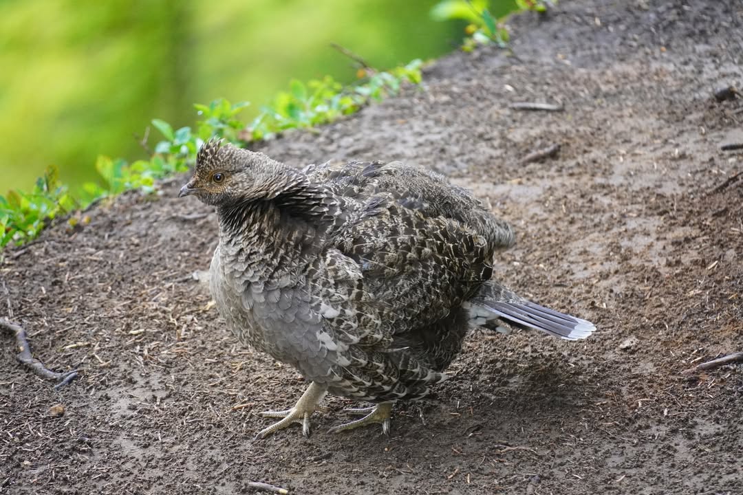 Sooty Grouse Fluffing near Trappers Peak