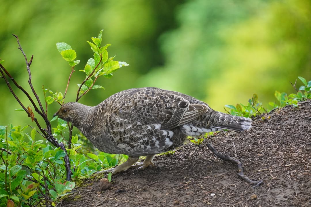 Sooty Grouse near Trappers Peak