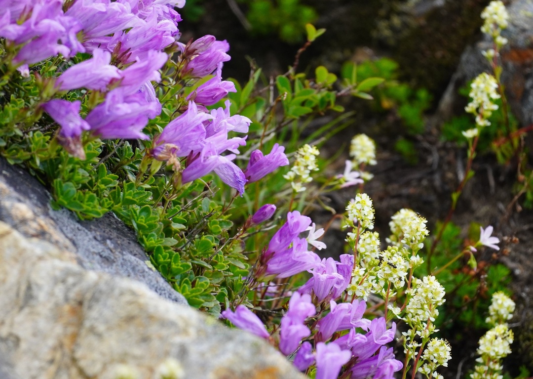 Subalpine Penstemon
