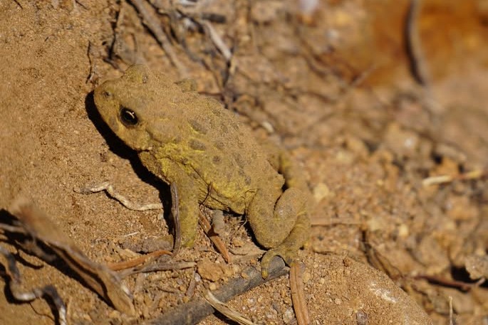 Western Toad