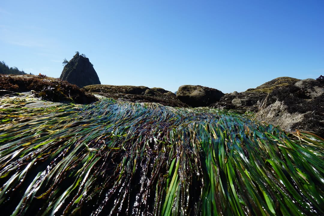 Olympic National Park, WA