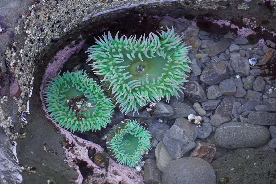 Olympic National Park, WA