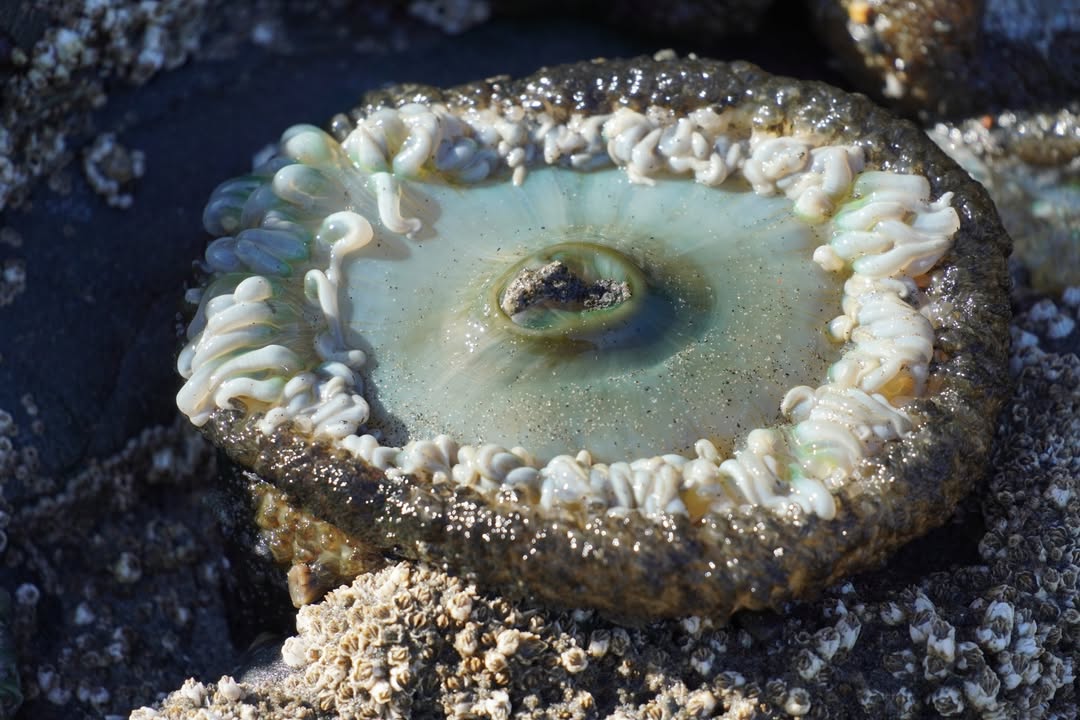 Anenomes at Ruby Beach