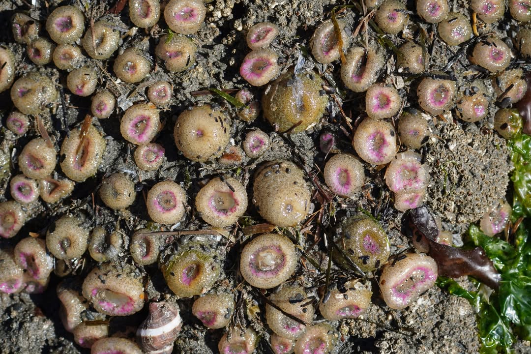 Anenomes Ruby Beach
