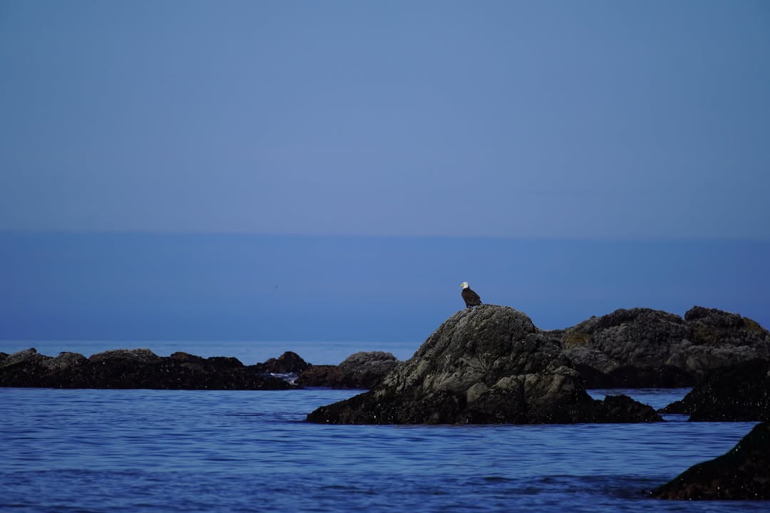 Bald Eagle at Rialto Beach