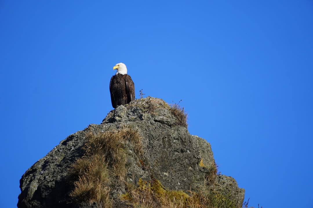 Bald Eagle at Ruby Beach