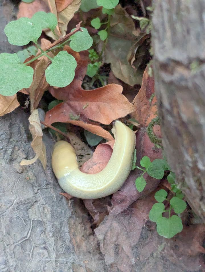 Banana Slug at Hoh Rainforest