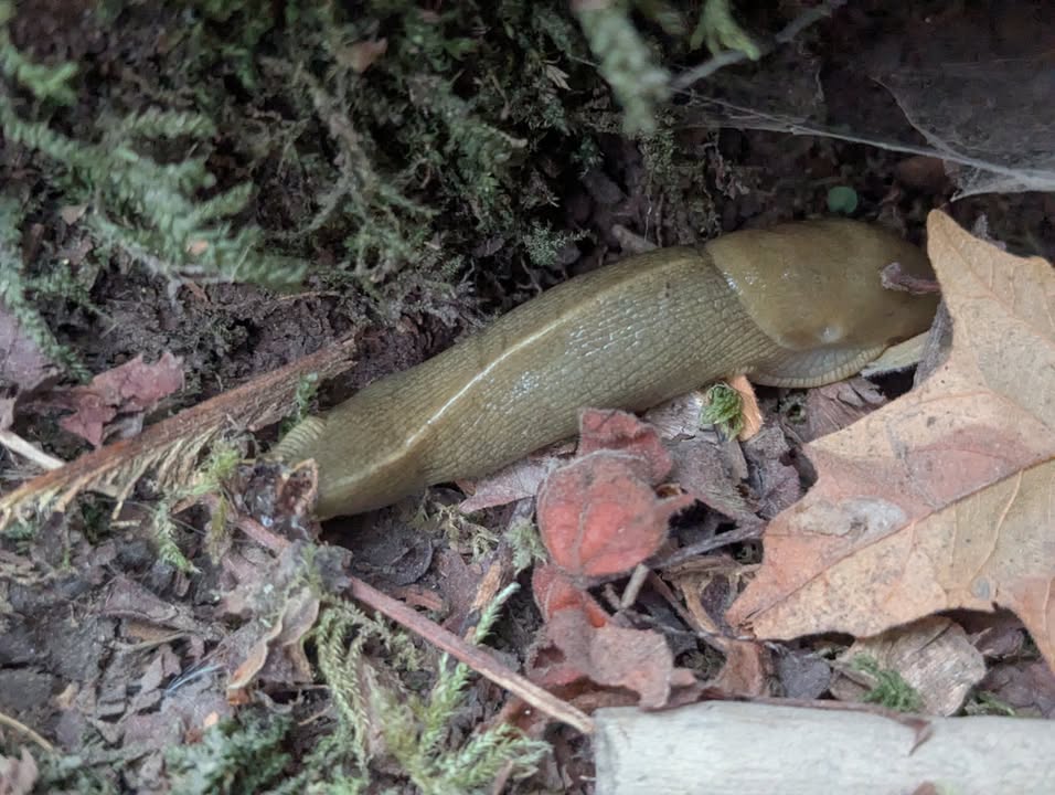 Banana Slug at Hoh Rainforest