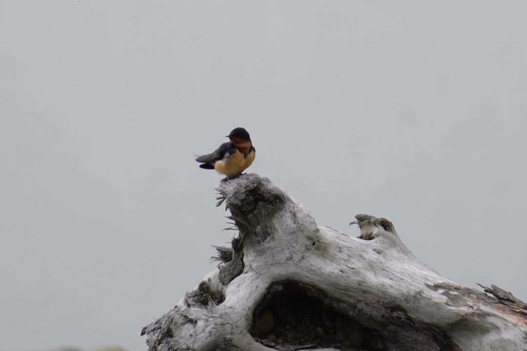 Barn Swallow at Dungeness Recreation Area