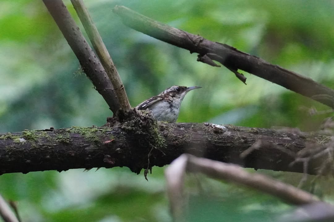 Brown Creeper