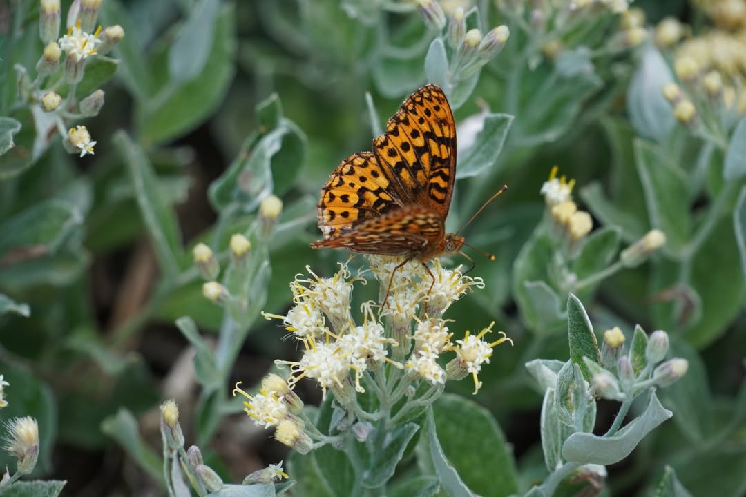 Butterfly at Hurricane Ridge