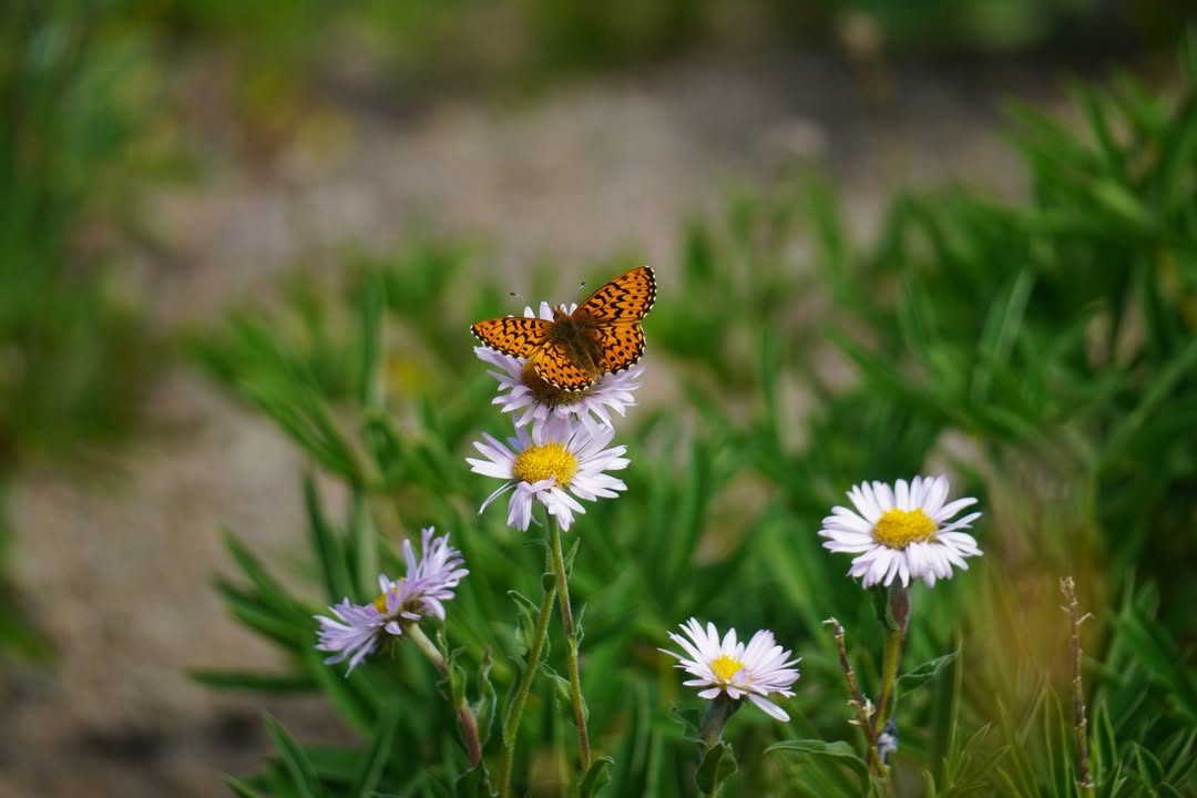 Butterfly on Cirque Rim trail