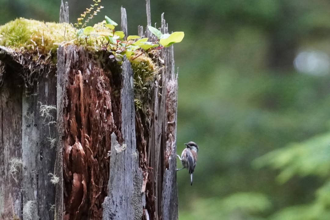 Chestnut-backed Chickadee