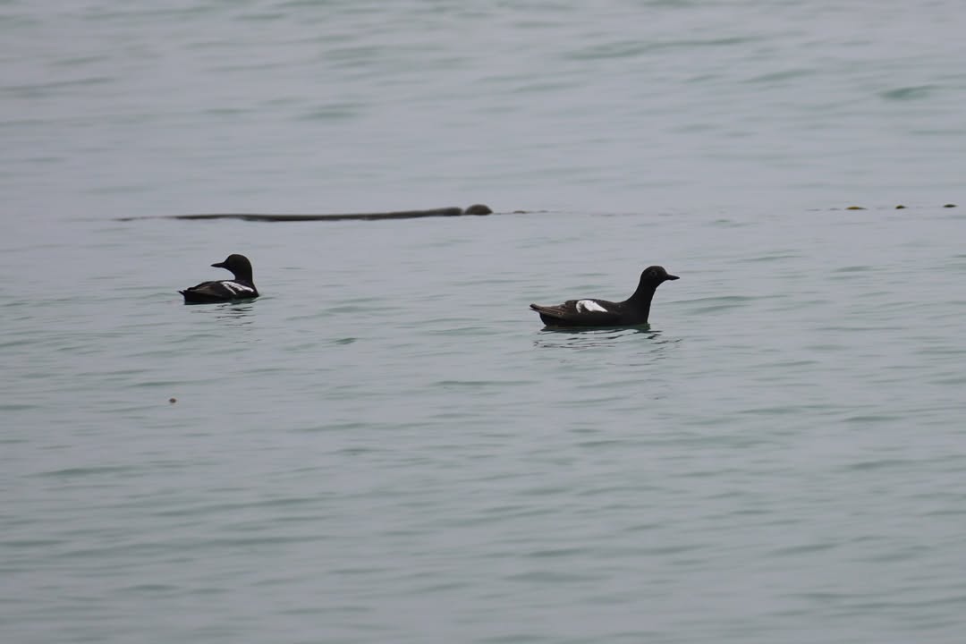 Common Loon at Dungeness Recreation Area