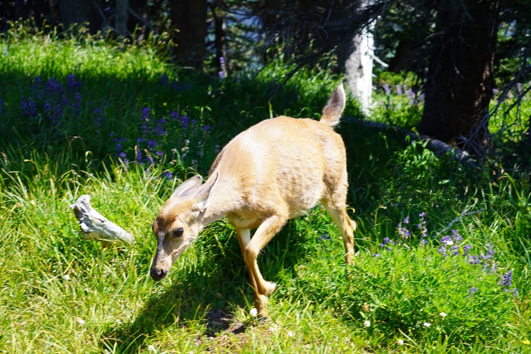 Deer on Hurricane Hill Trail