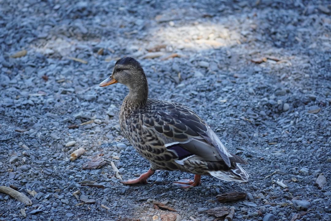 Duck at Lake Crescent