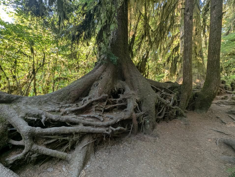 Evidence of trees that once grew on a nurse log in Hoh Rainforest