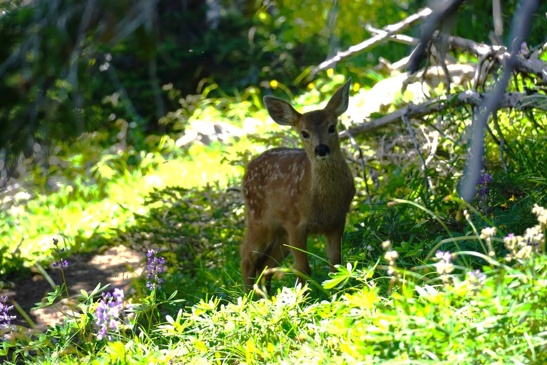 Fawn on Hurricane Hill Trail
