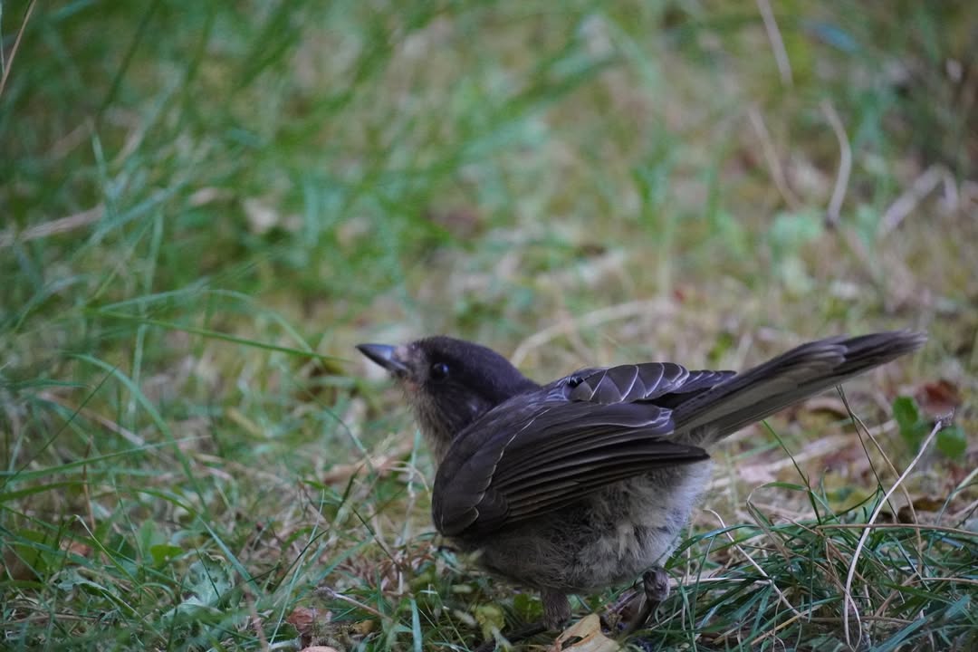 Female Dark-eyed Junco at Lake Crescent Picnic Table