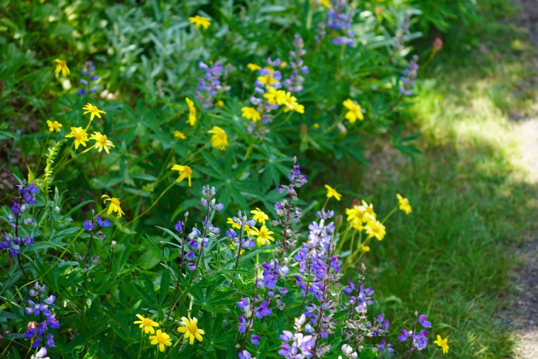 Flowers just off road at Hurricane Ridge
