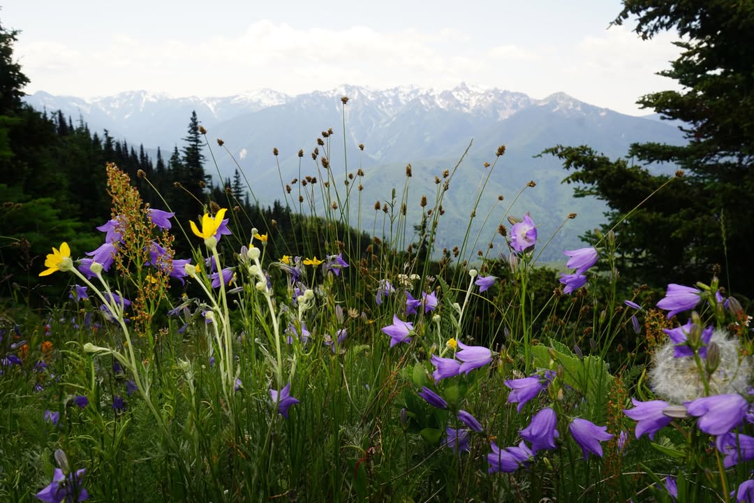 Flowers on Hurricane Hill Trail