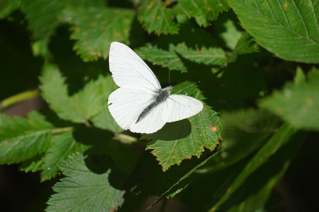 Forest near Taylor Point