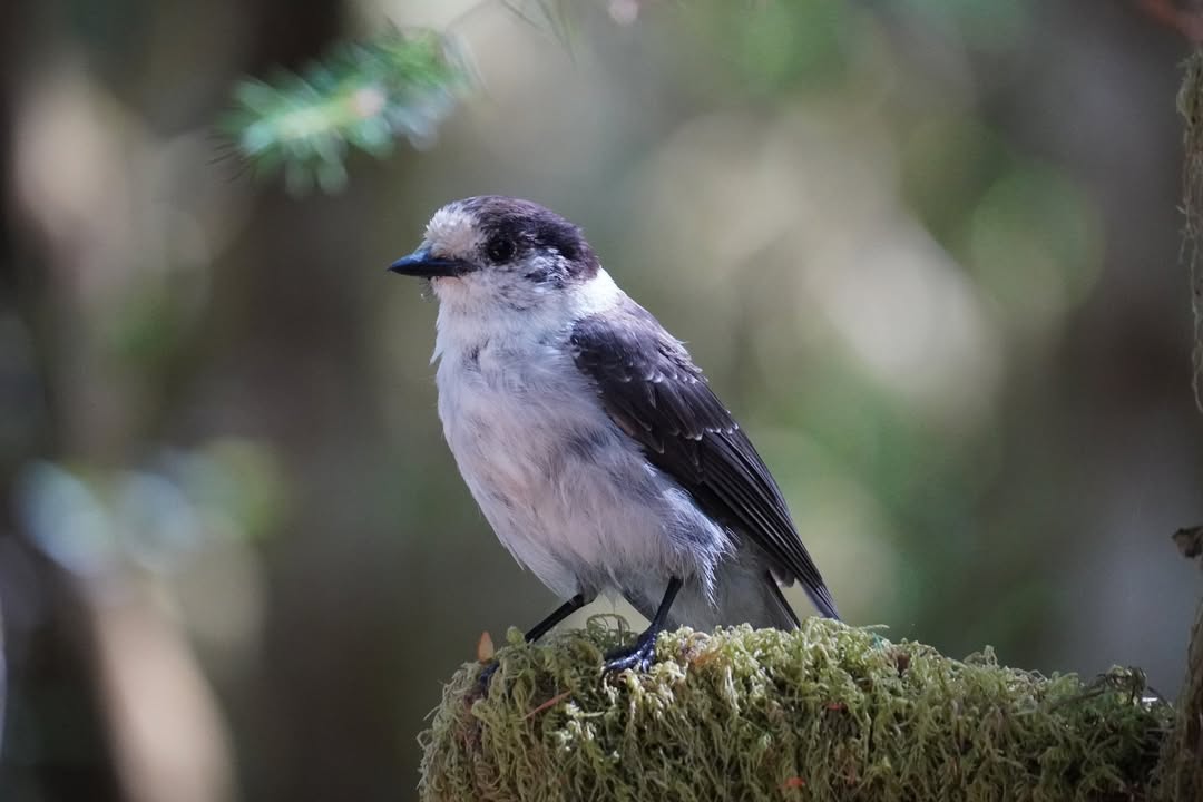 Gray Jay at Lake Crescent Picnic Tables