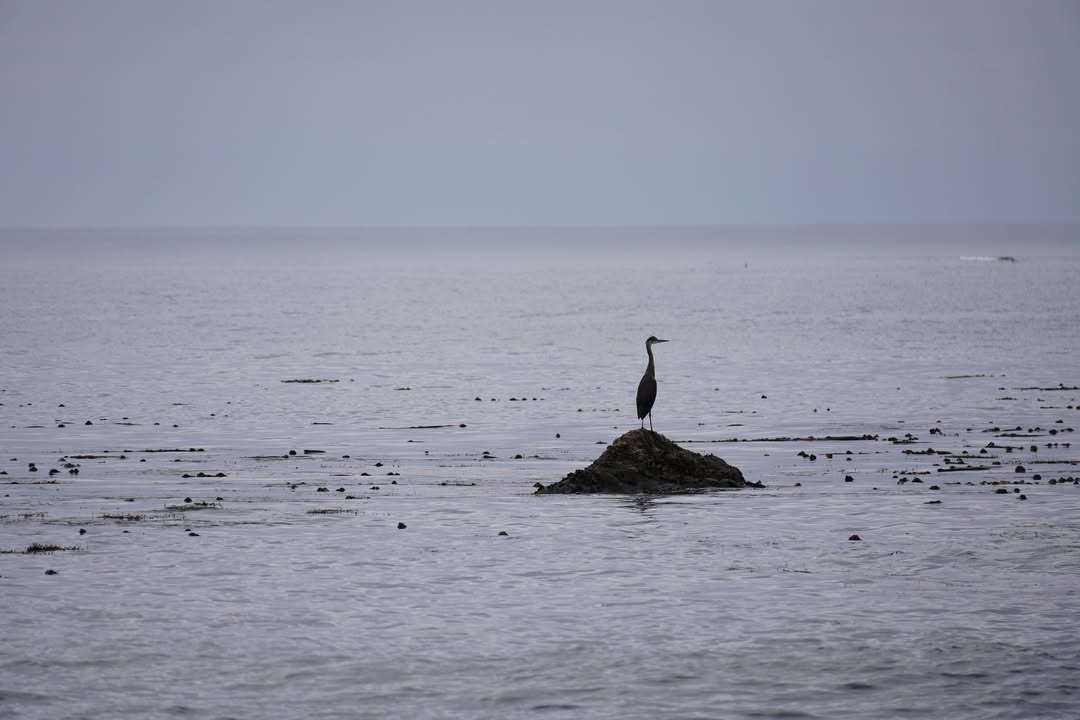 Great Blue Heron at Third Beach