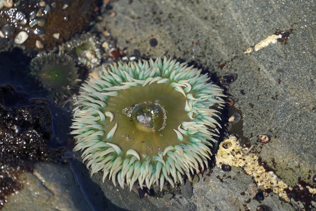 Green Anenome on Rialto Beach