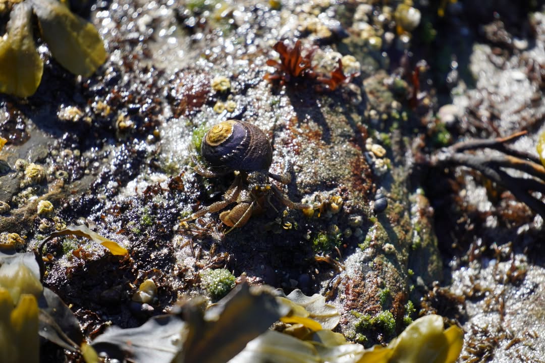 Hermit Crab on Rialto Beach